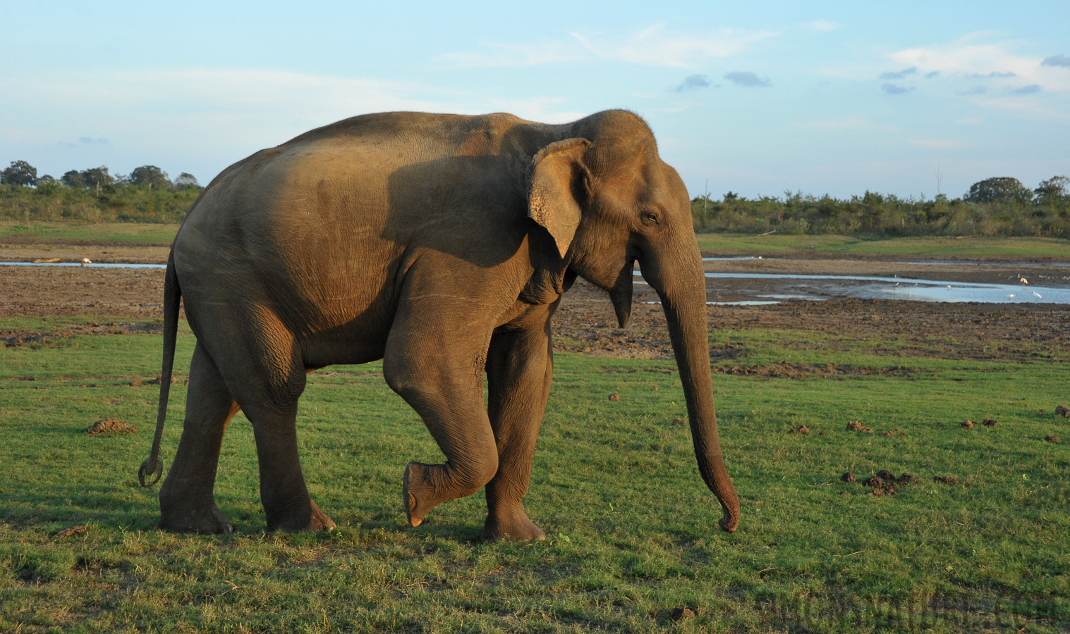 Elephas maximus maximus [52 mm, 1/640 Sek. bei f / 7.1, ISO 1600]